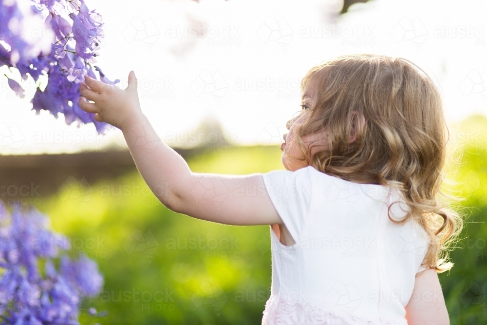 little girl touching flowers on jacaranda tree in garden - Australian Stock Image