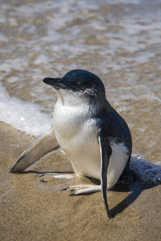 Little Penguin standing on sand with wings outstretched - Australian Stock Image