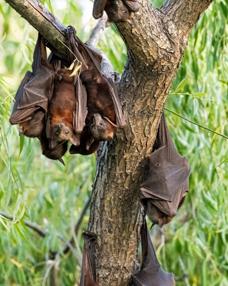 Little Red flying foxes hanging from trees bunched close together - Australian Stock Image