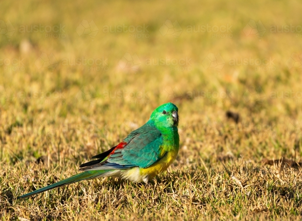 Little Red-rumped grass parrot grazing in golden afternoon light - Australian Stock Image