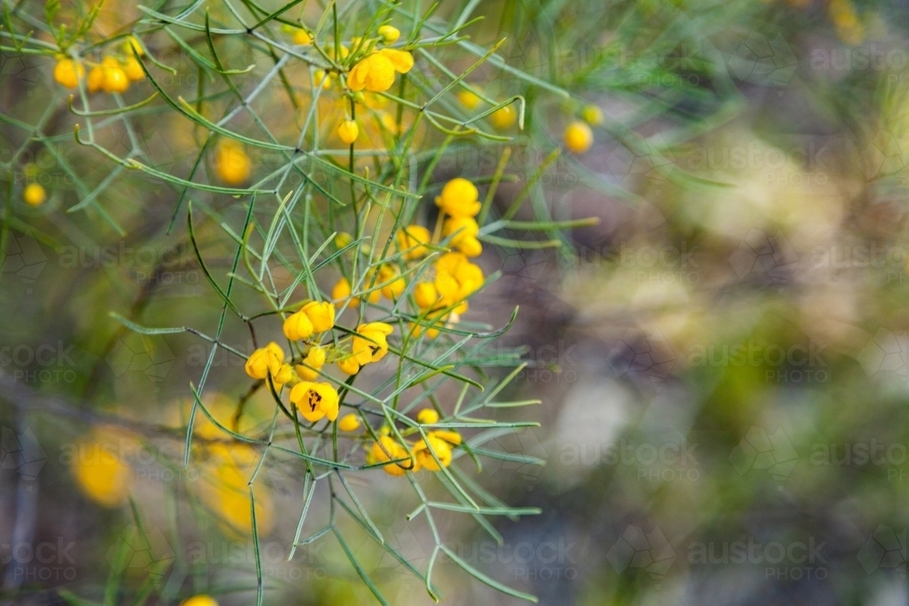 Little yellow wildflowers on a bush - Australian Stock Image