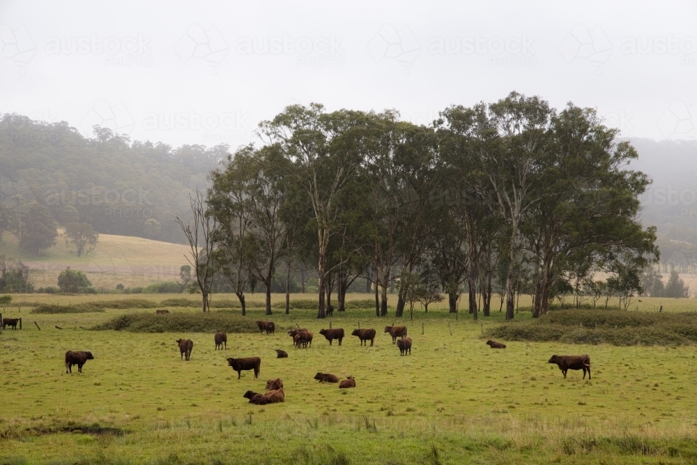 Livestock/cattle on a field with trees during wet weather - Australian Stock Image