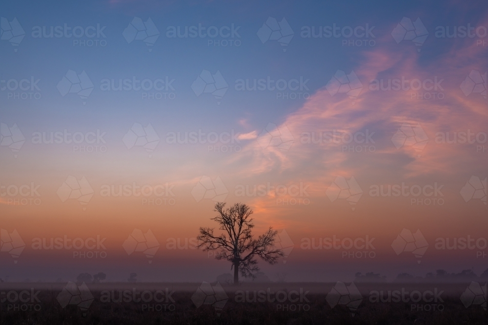 Lone bare tree silhouette on a clear foggy morning at dawn - Australian Stock Image