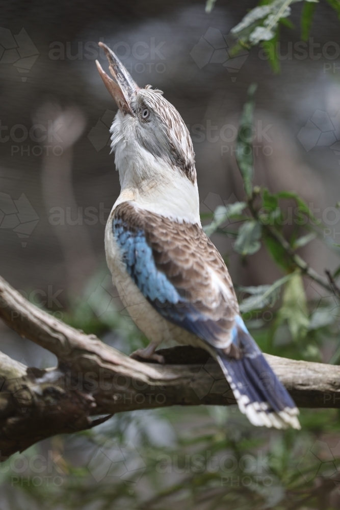 Lone blue winged kookaburra perched on branch laughing - Australian Stock Image