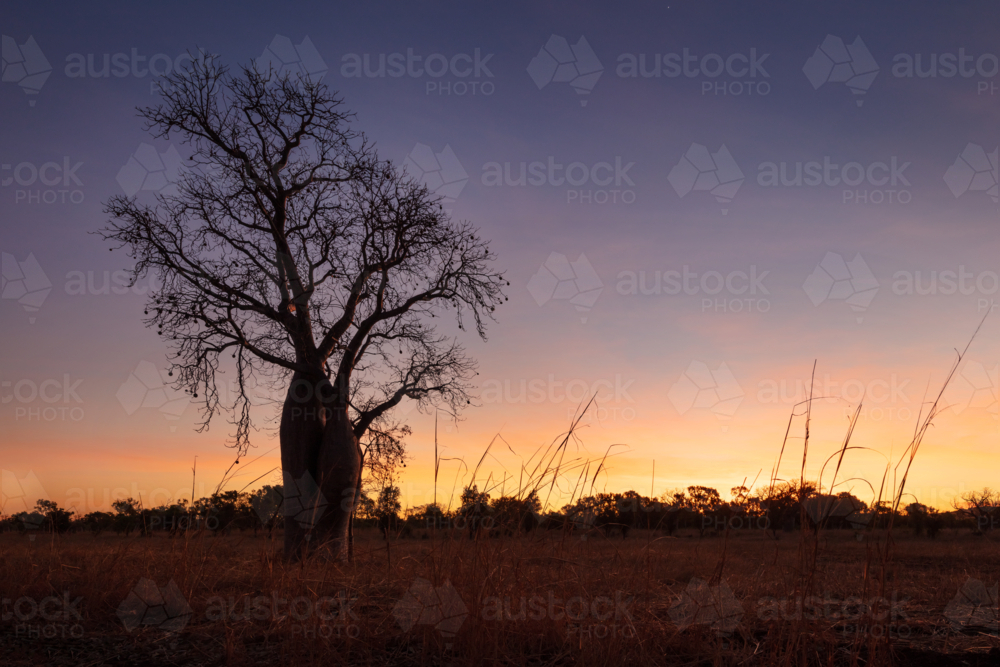 Lone Boab tree against a vibrant sunset - Australian Stock Image