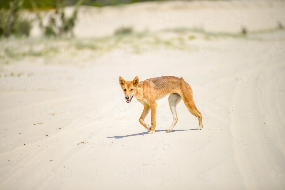 Lone dingo walking across sandy road - Australian Stock Image