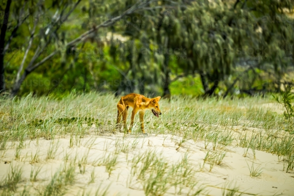 Lone dingo walking through sandy grass and bush - Australian Stock Image