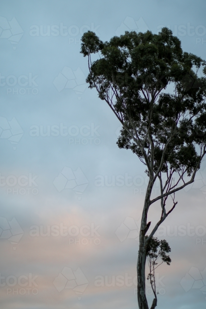 Lone gumtree against the early evening sky - Australian Stock Image