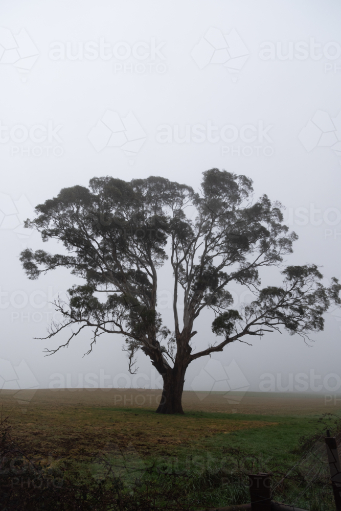 lone gumtree in the misty landscape - Australian Stock Image