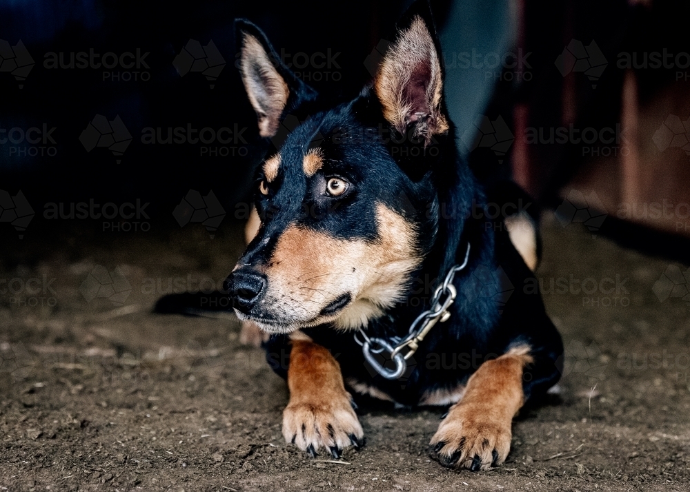 Lone kelpie with chain collar lying on dirt floor - Australian Stock Image