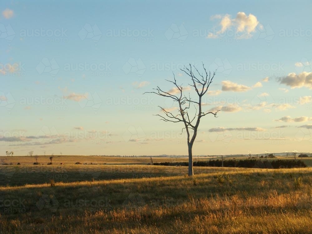 Lone leafless tree in a paddock - Australian Stock Image