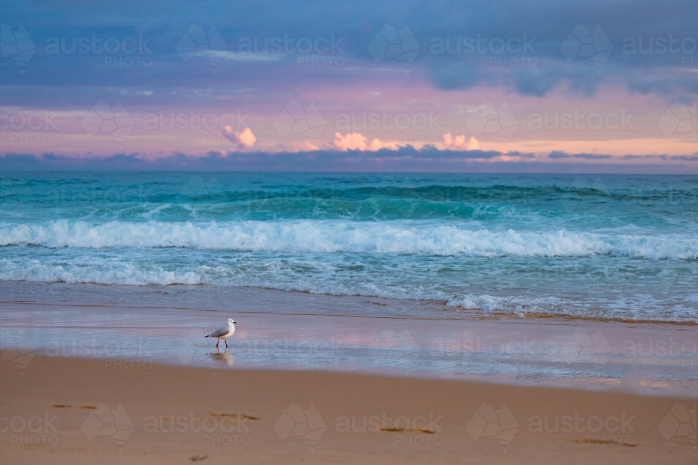 Lone seagull walking on beach with vibrant pink and purple sky at sunset - Australian Stock Image