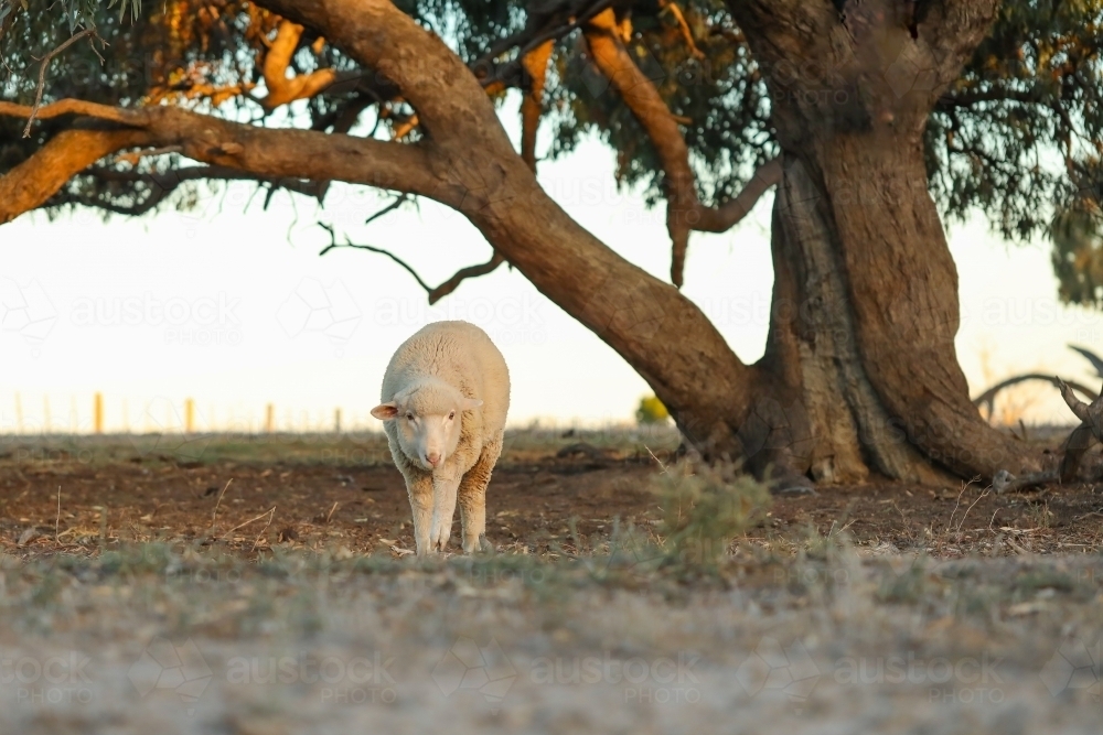 Lone sheep walking in dry bush setting - Australian Stock Image