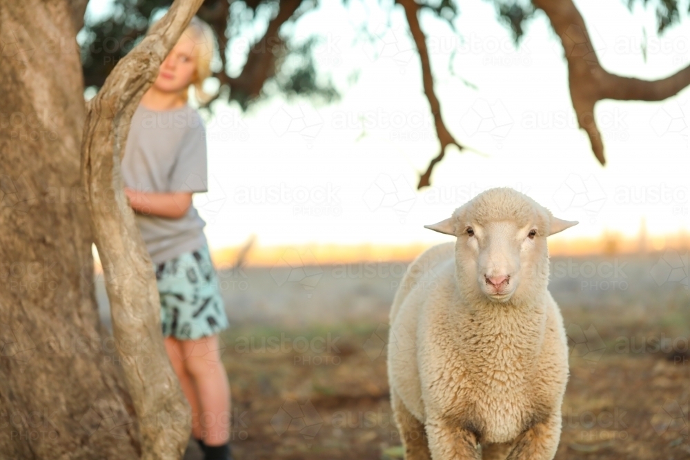 Lone sheep with young boy in background - Australian Stock Image