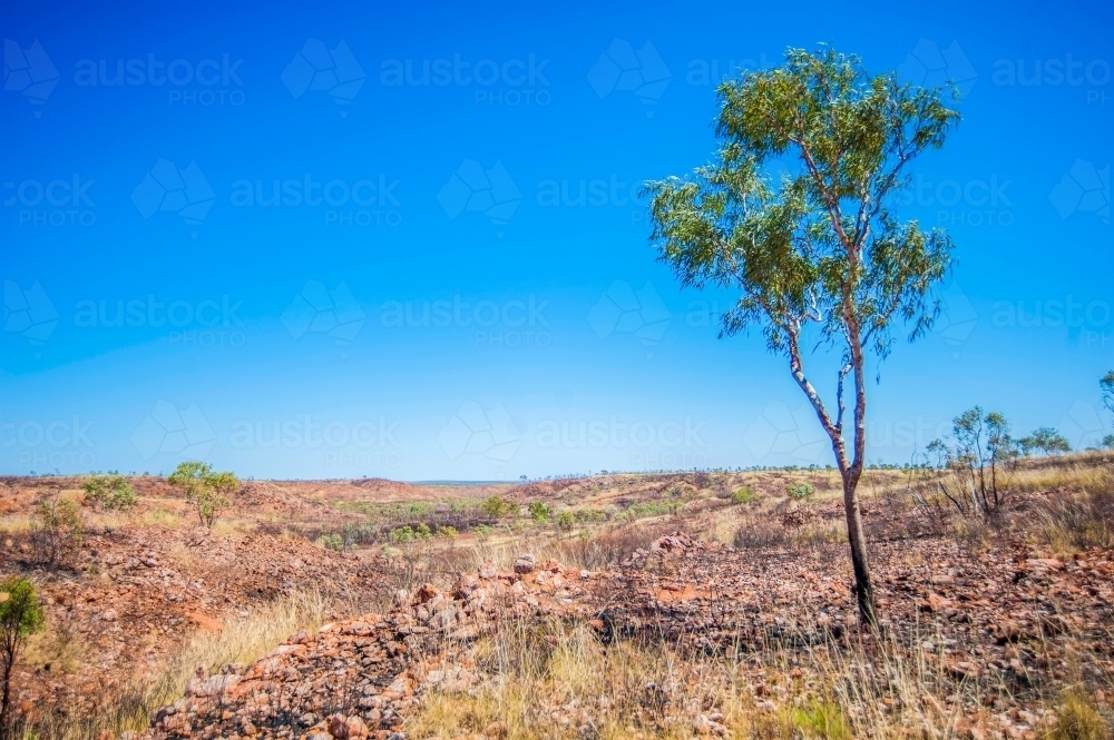 Lone tree at King's Canyon ranges - Australian Stock Image