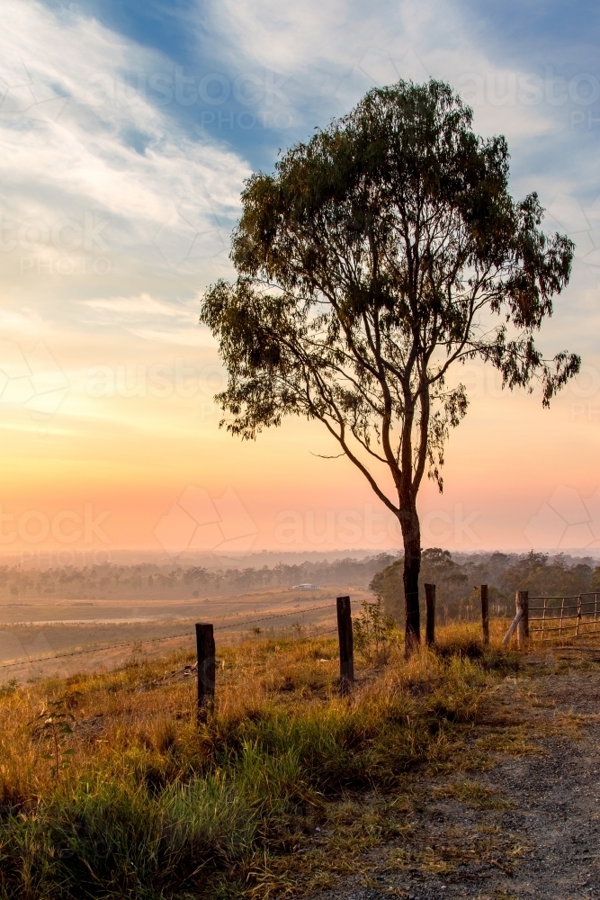 Lone tree at sunrise - Australian Stock Image