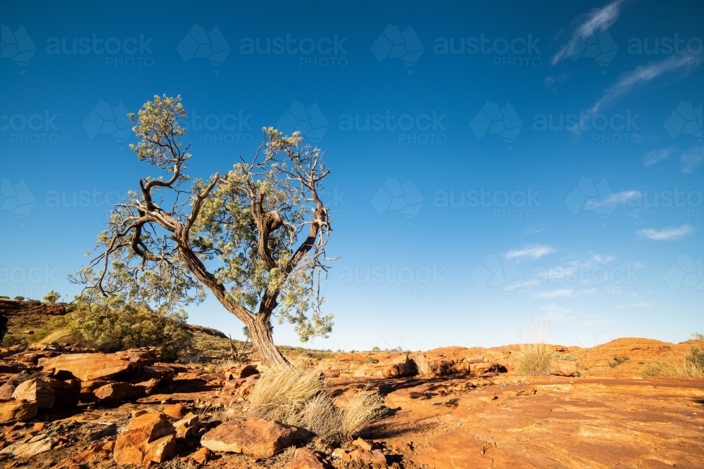 Lone tree in the desert on a blue sky day - Australian Stock Image