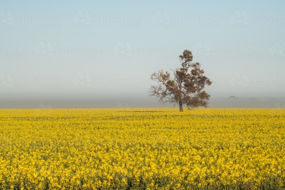 Lone tree on a misty morning in a canola field. - Australian Stock Image