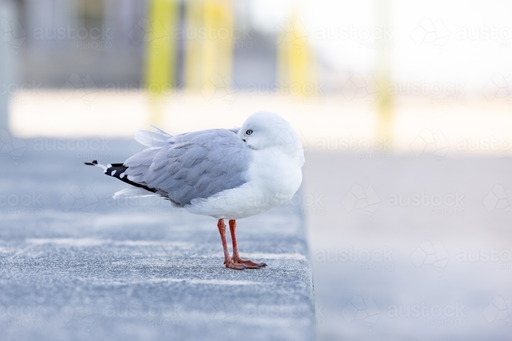 Lonely seagull relaxing at Surfers Paradise on the Gold Coast - Australian Stock Image