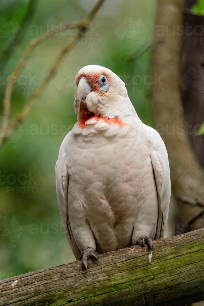 Long Billed Corella - Australian Stock Image