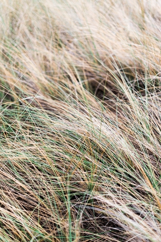 Long dry grass - Australian Stock Image