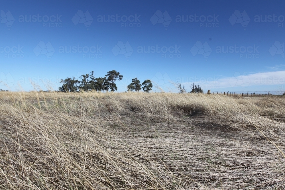 Long grass by roadside that is a fire risk - Australian Stock Image