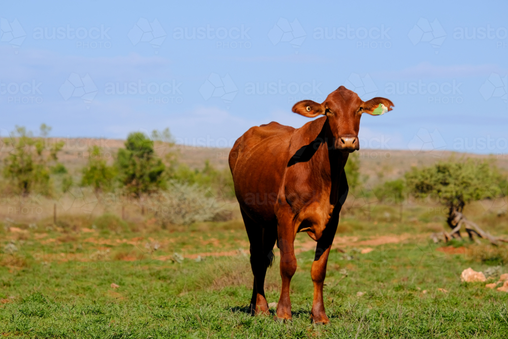 Long shot of Single Brahman beef cattle facing camera with vast paddock in background - Australian Stock Image