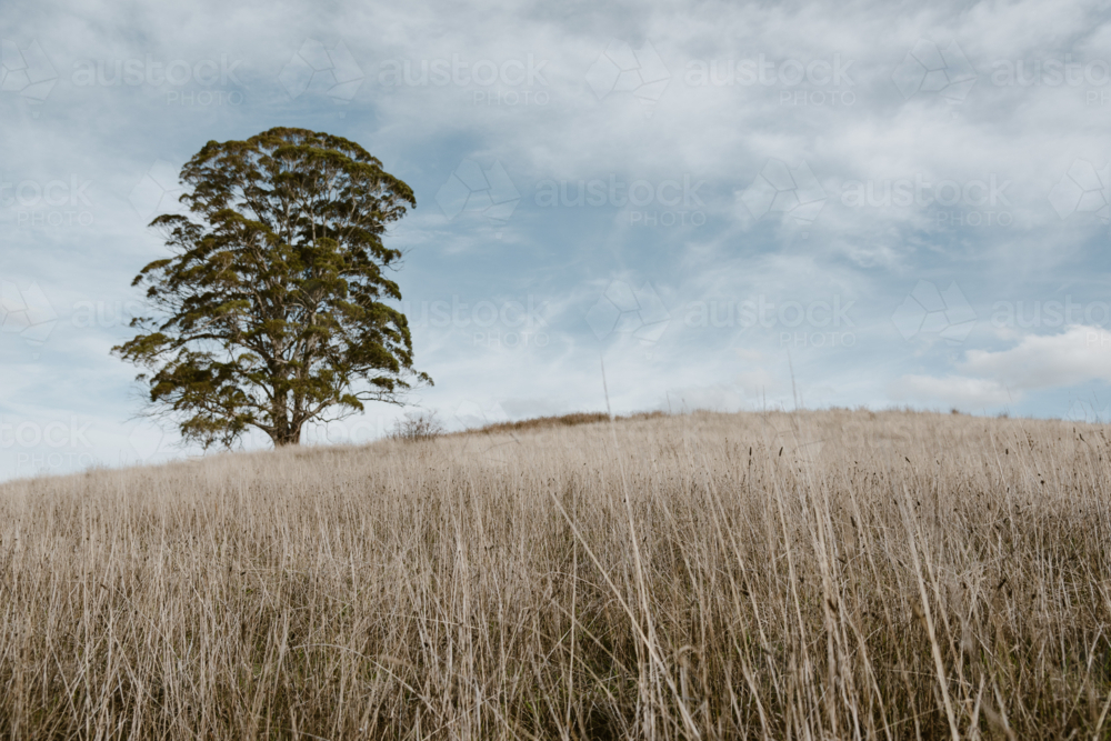 long summer grassy land with Australian gum tree - Australian Stock Image