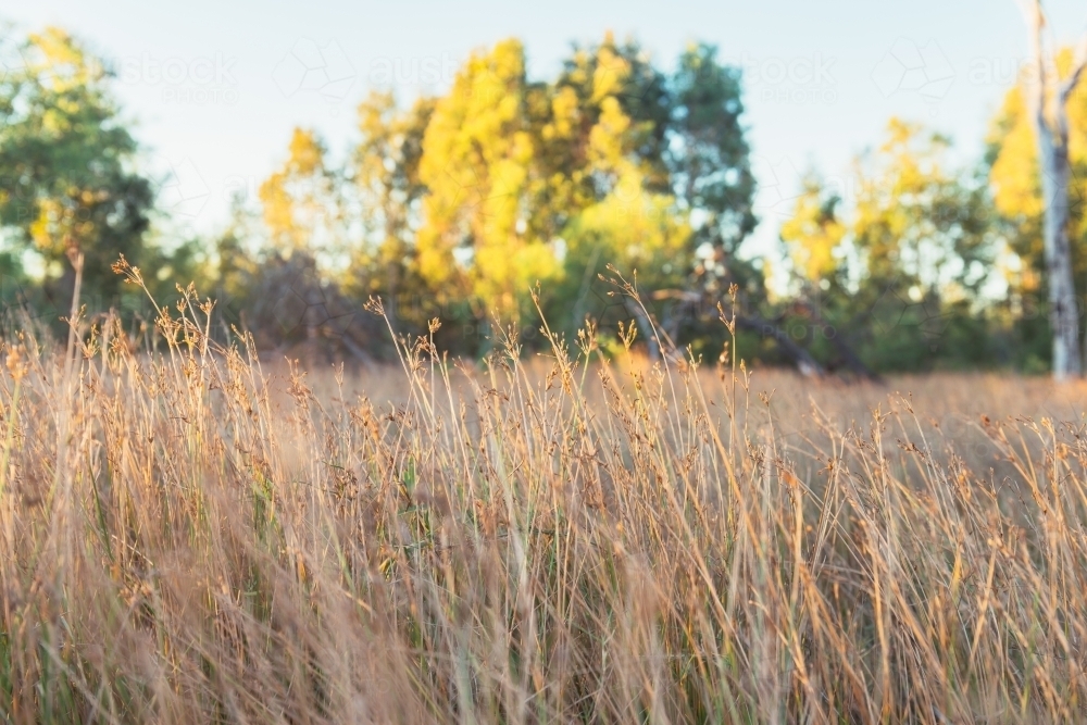 long wild grasses in outback NT - Australian Stock Image