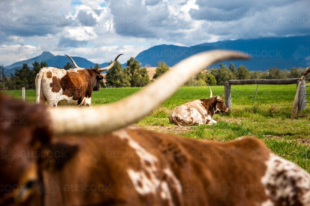 Longhorn cattle in a green farm paddock - Australian Stock Image