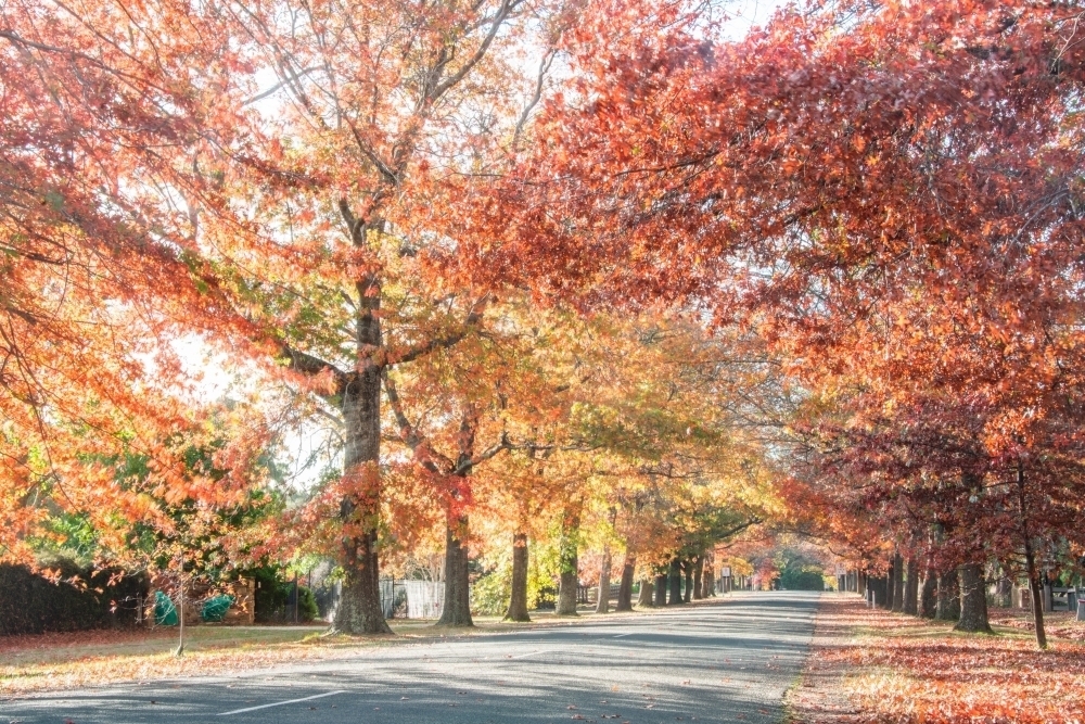 Looking along a canopy of autumn trees in the early morning sun - Australian Stock Image