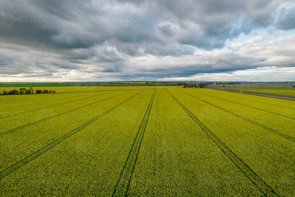 Looking at newly flowering canola paddocks on a stormy afternoon. - Australian Stock Image