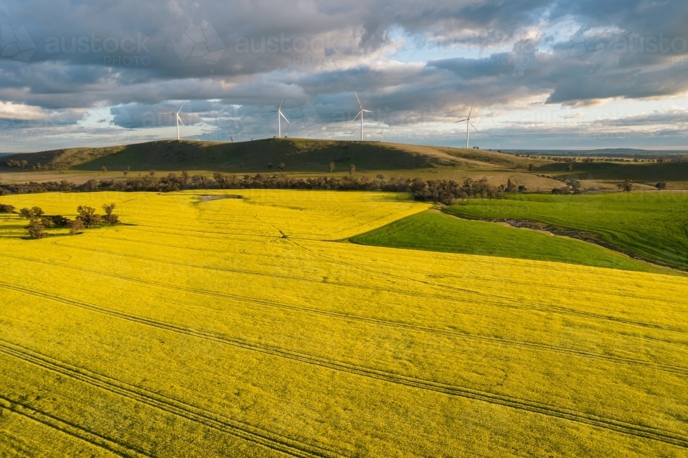 Looking down at canola fields leading into the distance in the Mallee. - Australian Stock Image