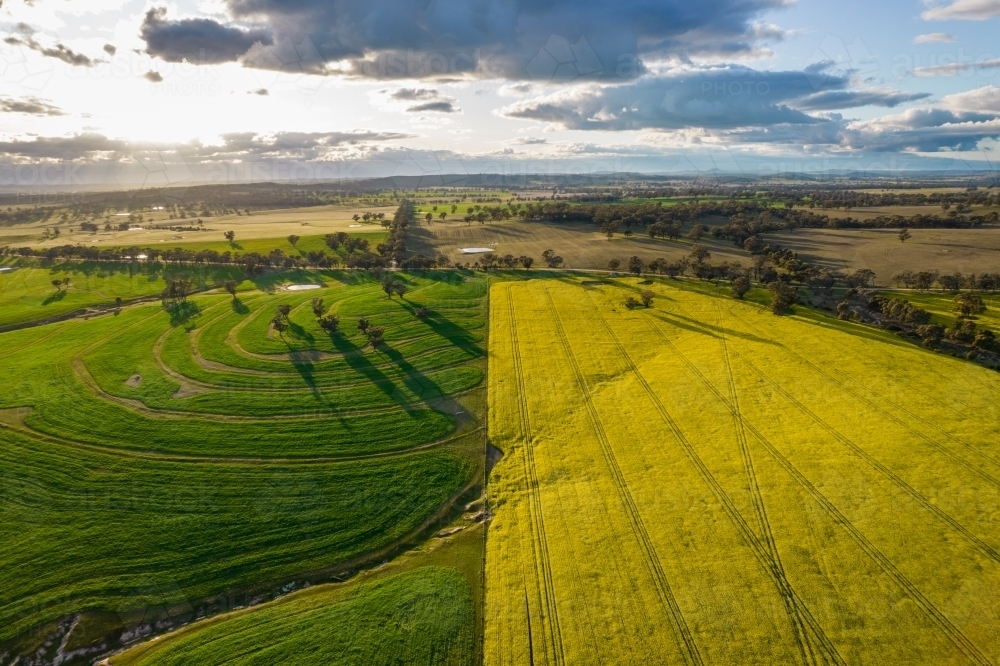 Looking down at canola fields leading into the distance in the Mallee. - Australian Stock Image