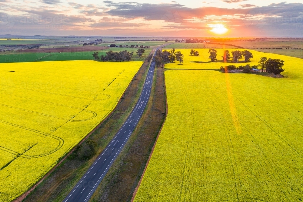 Looking down on a long country road disappearing between canola fields towards the setting sun - Australian Stock Image