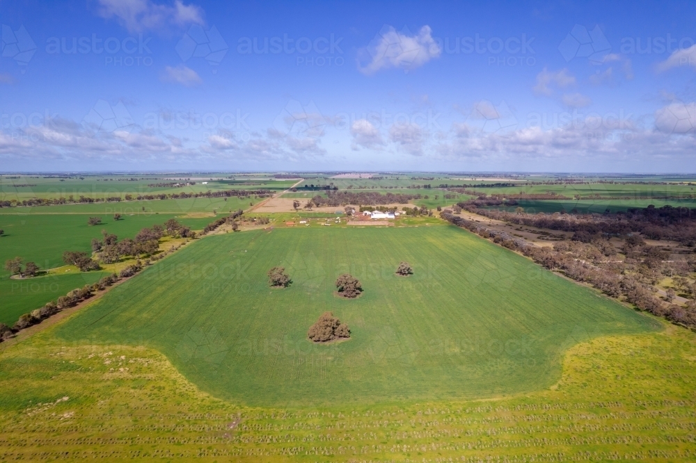 Looking down on canola, wheat and other grain crops in the Mallee. - Australian Stock Image