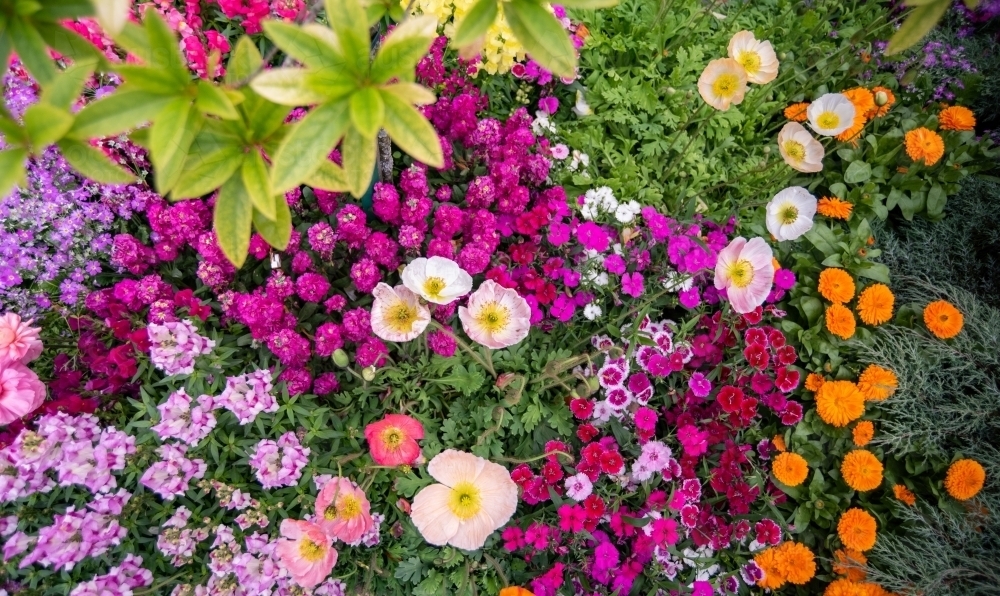 Looking down on multiple coloured flowers on a garden bed. - Australian Stock Image