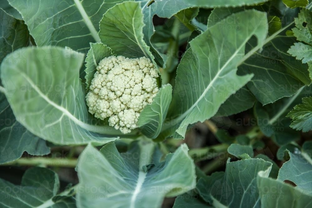 Looking down on small cauliflower head growing in vegetable garden - Australian Stock Image