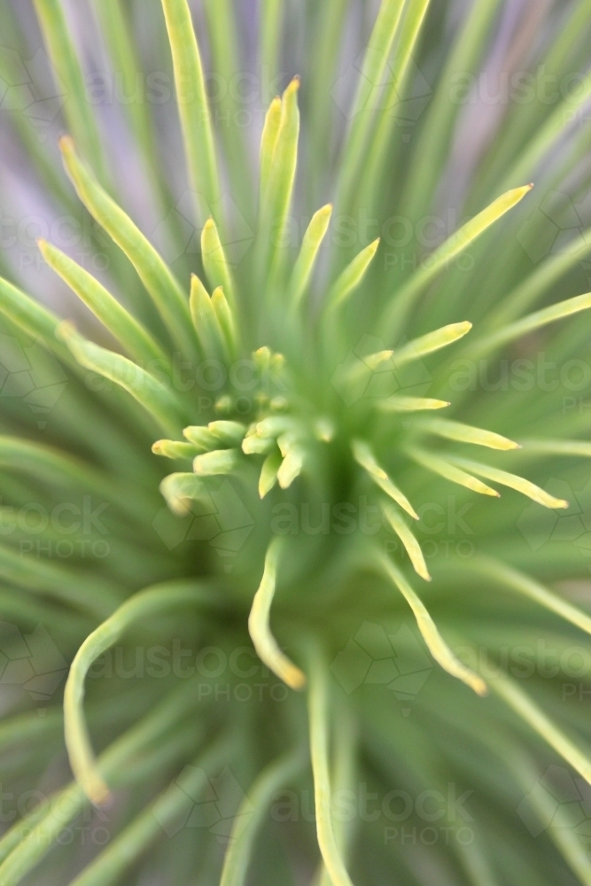 Looking into a grass tree - Australian Stock Image