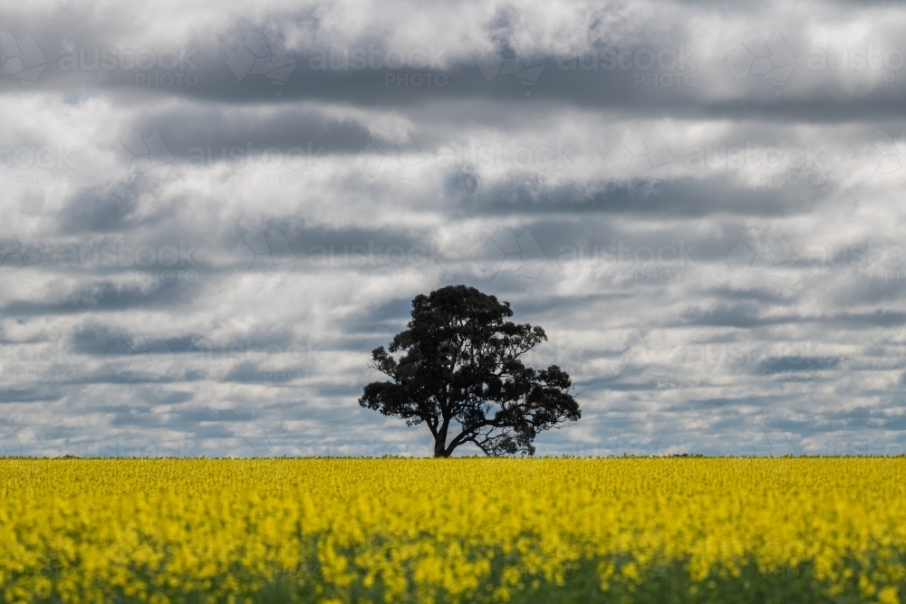 Looking out on a canola crop and single tree on a stormy day - Australian Stock Image