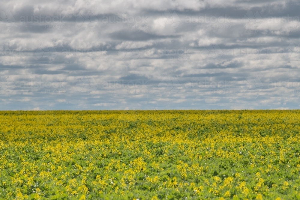 Looking out on a canola crop on a stormy day - Australian Stock Image