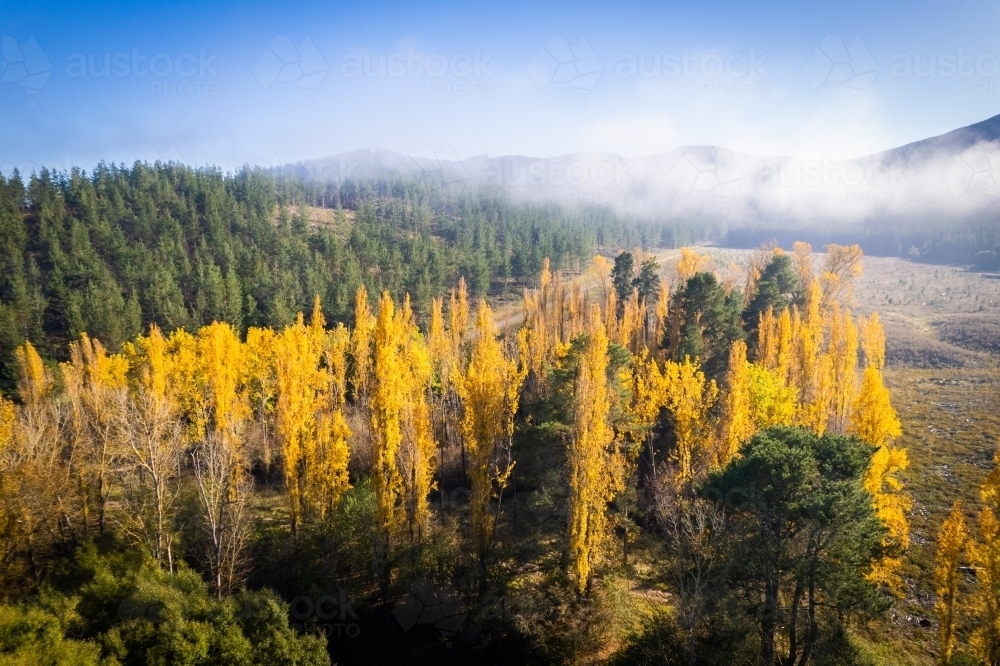 Looking over the poplar trees in autumn with the fog in the distance on a blue sky day - Australian Stock Image