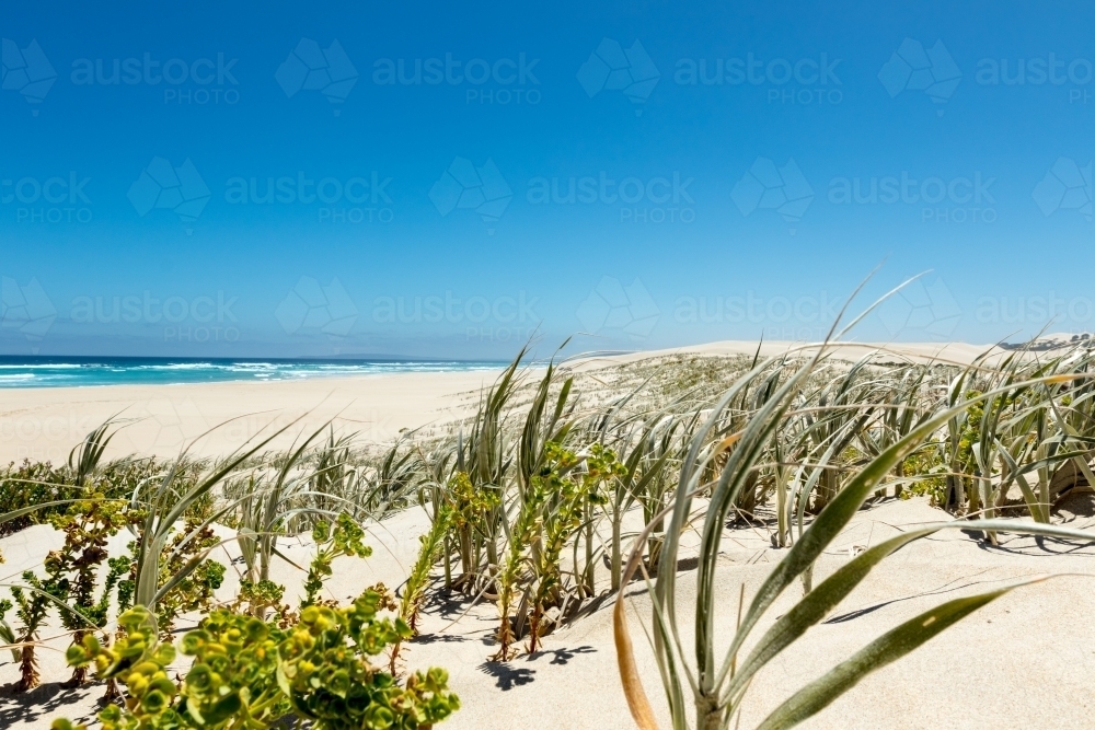 Looking through coastal vegetation to the sea - Australian Stock Image