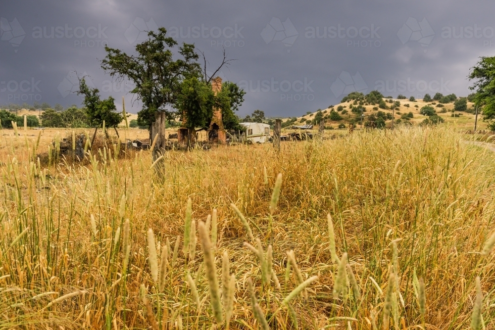 Looking through grass in paddock to burnt structure after fire - Australian Stock Image