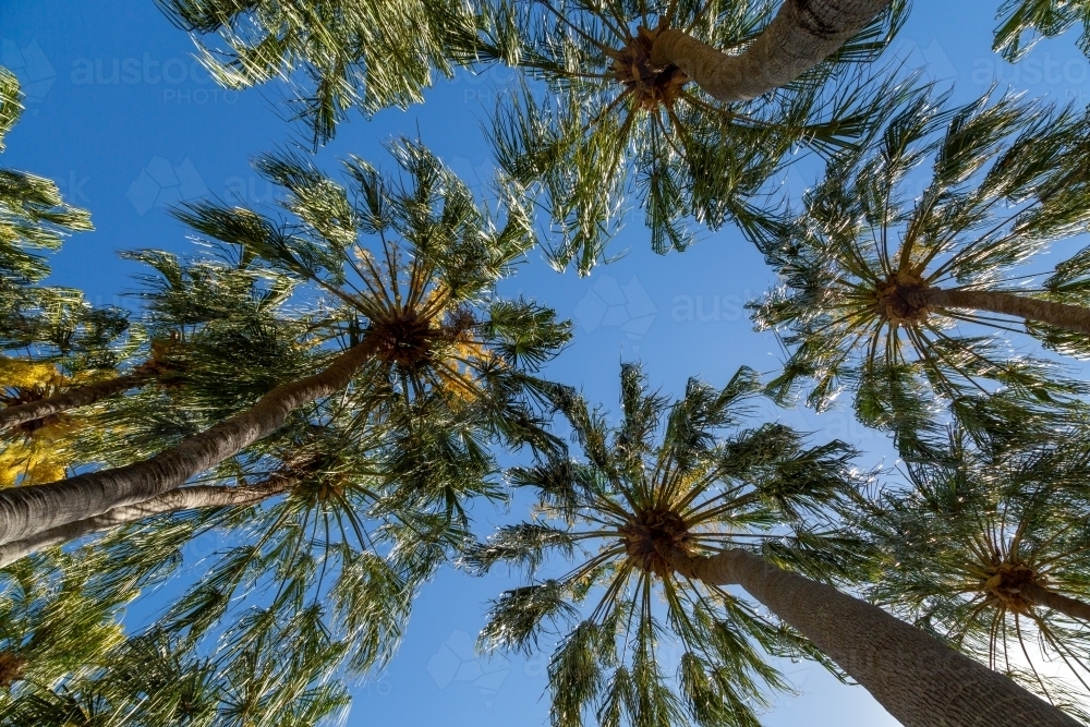 Looking up at numerous palm trees in Queensland. - Australian Stock Image