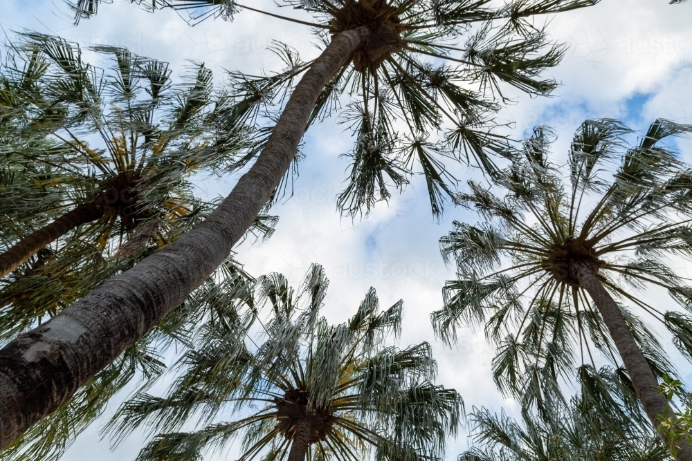 Looking up at palm trees in Queensland. - Australian Stock Image