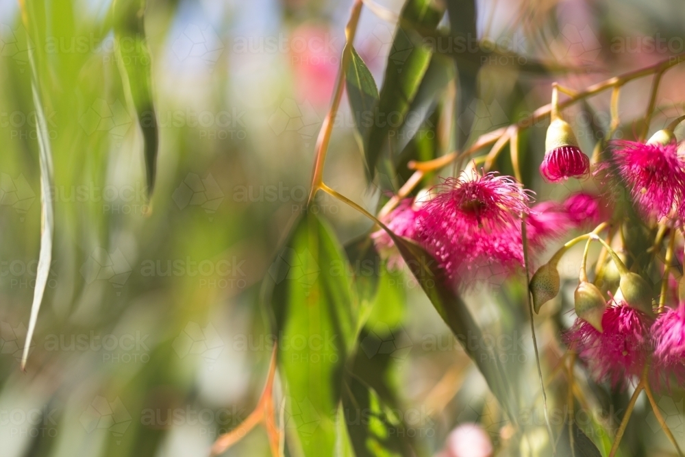 Image of looking up at pink gum flowers and leaves with sun flare ...