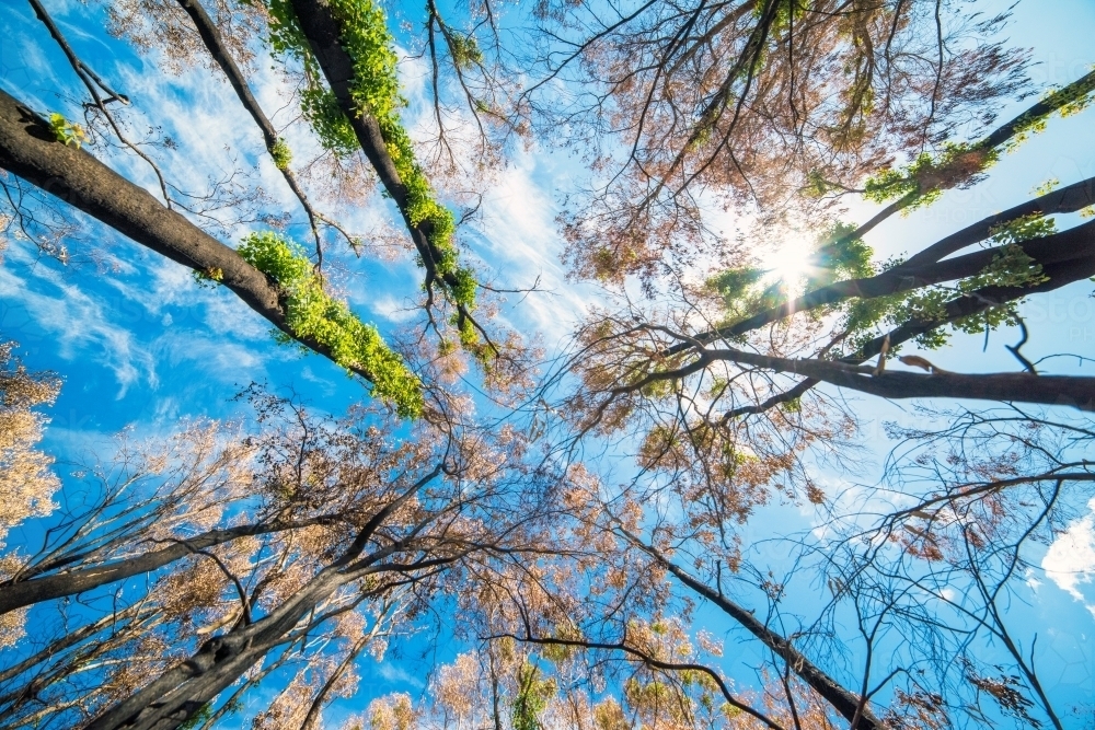 Looking up at regeneration of trees after bushfire - Australian Stock Image