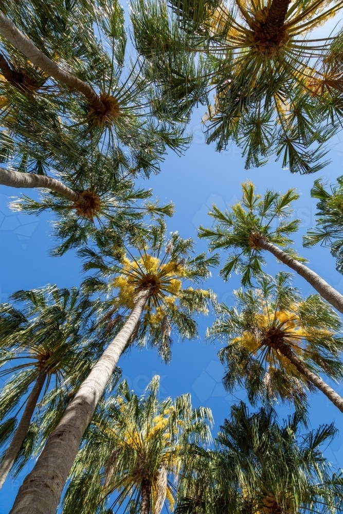 Looking up at several palm trees in Queensland. - Australian Stock Image