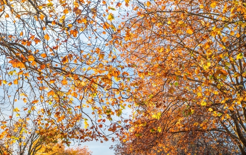 Looking up at the sky through the orange autumn leaves - Australian Stock Image